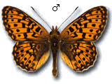 Attēlu rezultāti vaicājumam “Clossiana euphrosyne upperside”