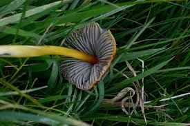 Attēlu rezultāti vaicājumam “Hygrocybe pseudoconica”