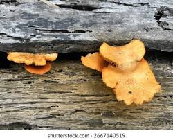 Attēlu rezultāti vaicājumam “Gymnopilus sapineus”