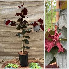 Attēlu rezultāti vaicājumam “Corylus avellana”