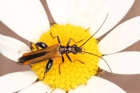 Attēlu rezultāti vaicājumam “Oedemera femorata”