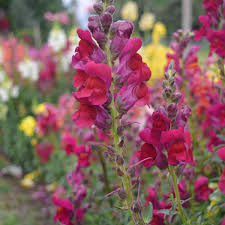 Attēlu rezultāti vaicājumam “Antirrhinum majus”
