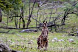 Image result for Strathbogie Rambling Club