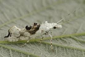 Attēlu rezultāti vaicājumam “Ypsolopha asperella”