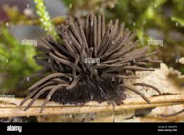 Attēlu rezultāti vaicājumam “Stemonitis fusca var. nigrescens plasmodium”