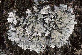 Attēlu rezultāti vaicājumam “Physconia enteroxantha”