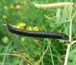 Attēlu rezultāti vaicājumam “Vicia angustifolia”