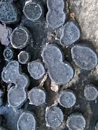 Attēlu rezultāti vaicājumam “Biscogniauxia marginata”