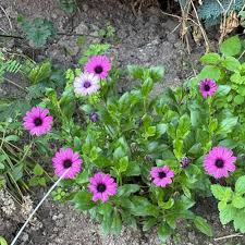 Image result for Dimorphotheca pluvialis