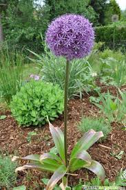 Image result for Zierlauch