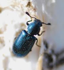 Attēlu rezultāti vaicājumam “Necrobia violacea”