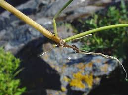 Attēlu rezultāti vaicājumam “Agrostis stolonifera subsp. straminea”