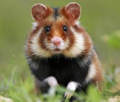 Image result for хомяк