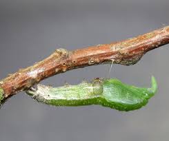 Attēlu rezultāti vaicājumam “Anthocharis cardamines underside”