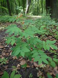 Attēlu rezultāti vaicājumam “Lathyrus laevigatus”