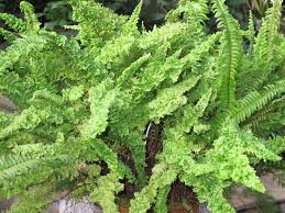 Image result for НЕФРОЛЕПИС (Nephrolepis