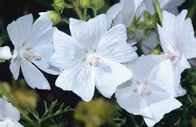 Image result for Malva moschata alba