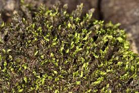 Attēlu rezultāti vaicājumam “Bryum pseudotriquetrum”