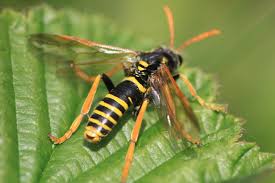 Attēlu rezultāti vaicājumam “Tenthredo scrophulariae”