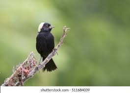 Image result for Dolichonyx oryzivorus