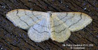 Attēlu rezultāti vaicājumam “Idaea aversata”