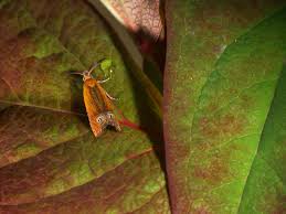 Attēlu rezultāti vaicājumam “Lathronympha strigana”