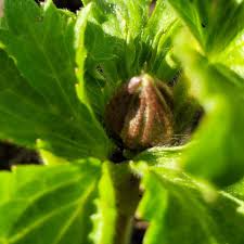 Attēlu rezultāti vaicājumam “Ranunculus lingua bud”