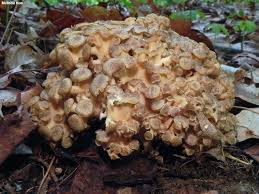 Attēlu rezultāti vaicājumam “Polyporus umbellatus”