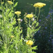 Image result for Achillea filipendulina