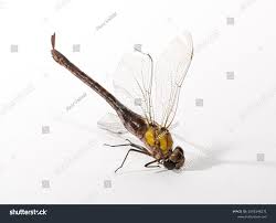 Attēlu rezultāti vaicājumam “Aeshna mixta female”