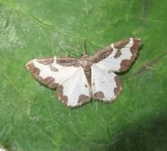 Attēlu rezultāti vaicājumam “Lomaspilis marginata”