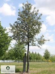 Attēlu rezultāti vaicājumam “Sorbus intermedia”