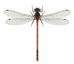 Attēlu rezultāti vaicājumam “Pyrrhosoma nymphula”