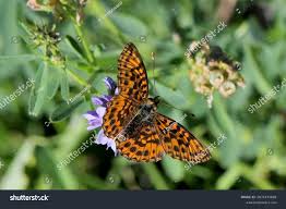 Attēlu rezultāti vaicājumam “Clossiana euphrosyne”