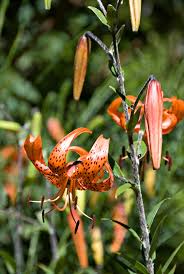 Attēlu rezultāti vaicājumam “Lilium lancifolium”