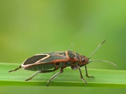 Attēlu rezultāti vaicājumam “Lygaeidae”