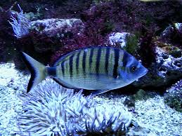 Image result for Diplodus puntazzo