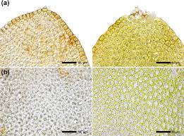 Attēlu rezultāti vaicājumam “Scapania apiculata”