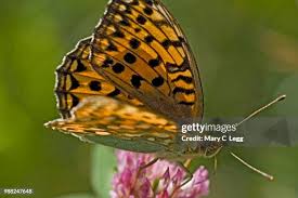 Attēlu rezultāti vaicājumam “Argynnis adippe”