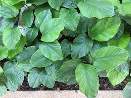 Attēlu rezultāti vaicājumam “Carex sylvatica leaf”