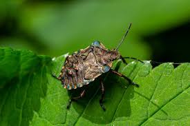 Attēlu rezultāti vaicājumam “Pentatoma rufipes”