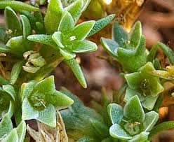 Attēlu rezultāti vaicājumam “Scleranthus annuus flower”