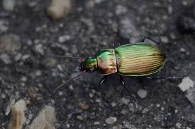 Attēlu rezultāti vaicājumam “Poecilus versicolor”