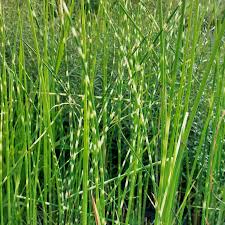 Attēlu rezultāti vaicājumam “Schoenoplectus lacustris subsp. lacustris”