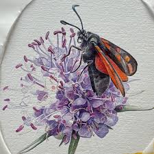 Attēlu rezultāti vaicājumam “Zygaena filipendulae”
