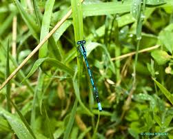 Attēlu rezultāti vaicājumam “Enallagma cyathigerum male”