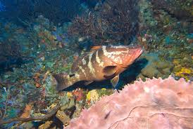 Image result for Epinephelus striatus