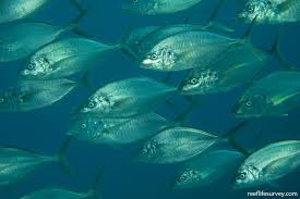 Image result for Pseudocaranx dentex