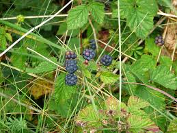 Attēlu rezultāti vaicājumam “Rubus caesius”