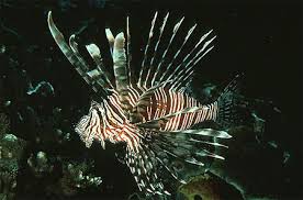 Image result for Pterois volitans